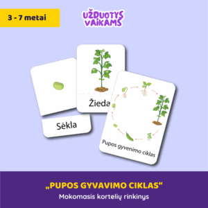 Kortelės „Pupos gyvavimo ciklas“
